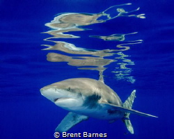 Surface reflections from an oceanic white tip in Cat Island by Brent Barnes 